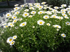 Daisies: Bethany's Favorite Flower