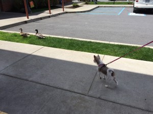 Mocha chasing ducks outdoors at a McDonalds