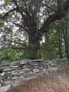 Tree,StoneWall
